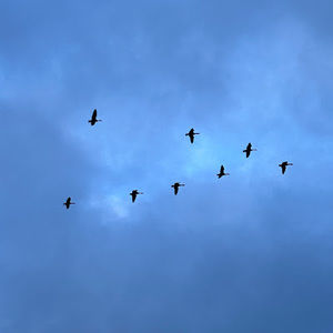 Meet your Posher, Amir